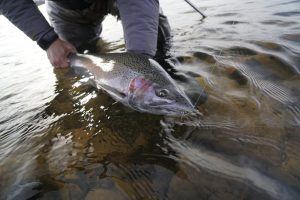 Great Lakes Steelhead